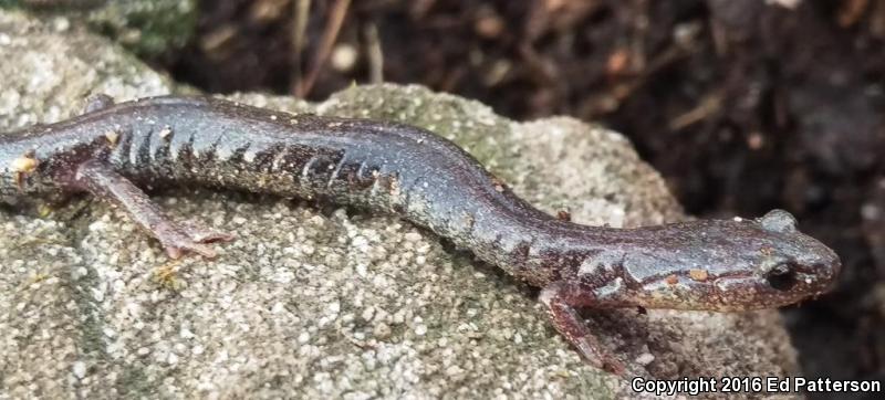 Valley And Ridge Salamander (Plethodon hoffmani)