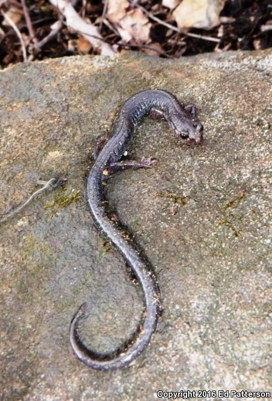 Valley And Ridge Salamander (Plethodon hoffmani)