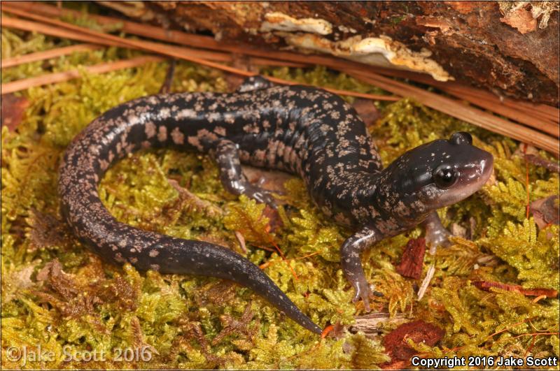 Savannah Slimy Salamander (Plethodon savannah)