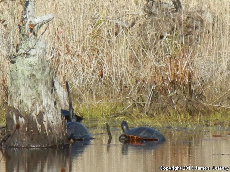 Coastal Plain Cooter (Pseudemys concinna floridana)