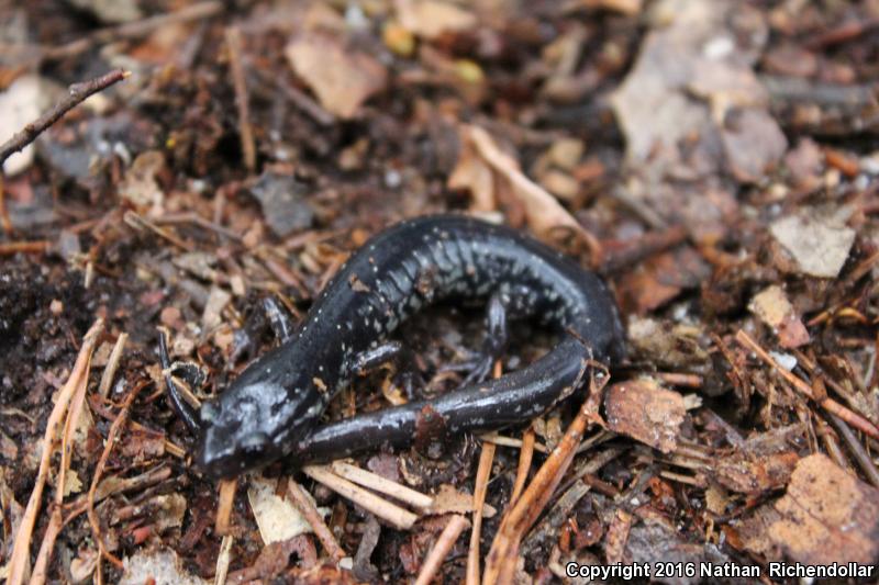 Atlantic Coast Slimy Salamander (Plethodon chlorobryonis)