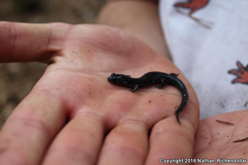 Atlantic Coast Slimy Salamander (Plethodon chlorobryonis)