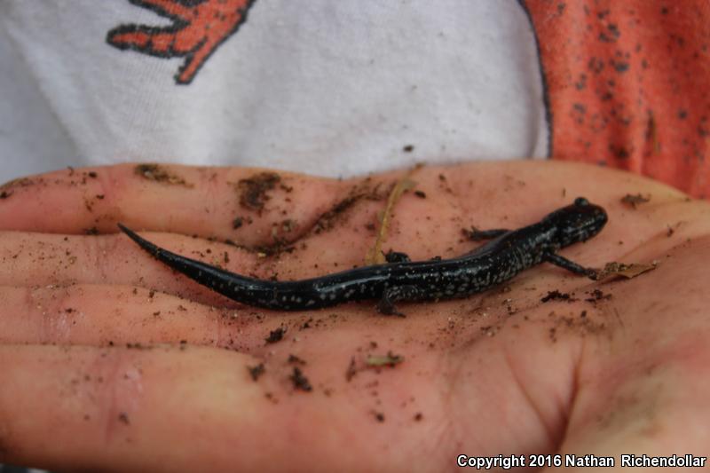 Atlantic Coast Slimy Salamander (Plethodon chlorobryonis)