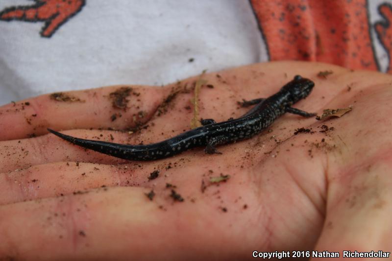 Atlantic Coast Slimy Salamander (Plethodon chlorobryonis)