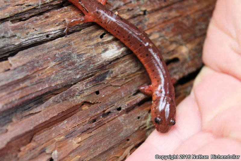 Eastern Mud Salamander (Pseudotriton montanus montanus)