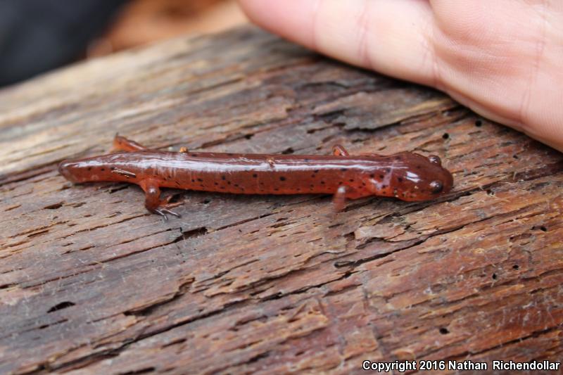 Eastern Mud Salamander (Pseudotriton montanus montanus)