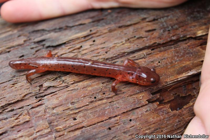 Eastern Mud Salamander (Pseudotriton montanus montanus)