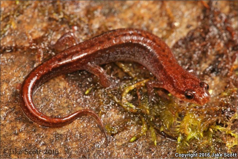 Seepage Salamander (Desmognathus aeneus)