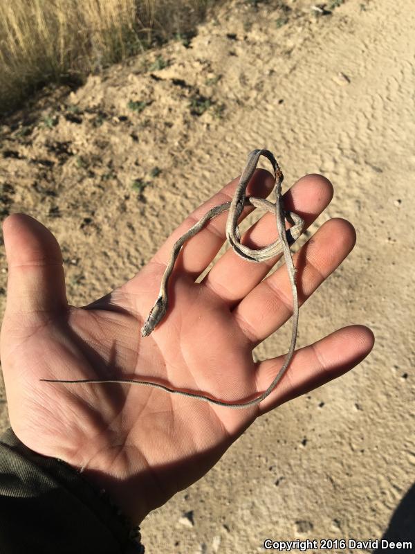 Brown Vinesnake (Oxybelis aeneus)