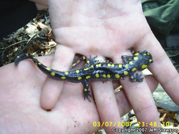 Spotted Salamander (Ambystoma maculatum)