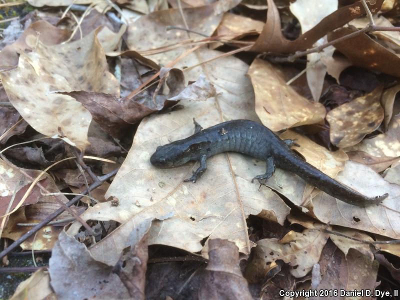 Mabee's Salamander (Ambystoma mabeei)