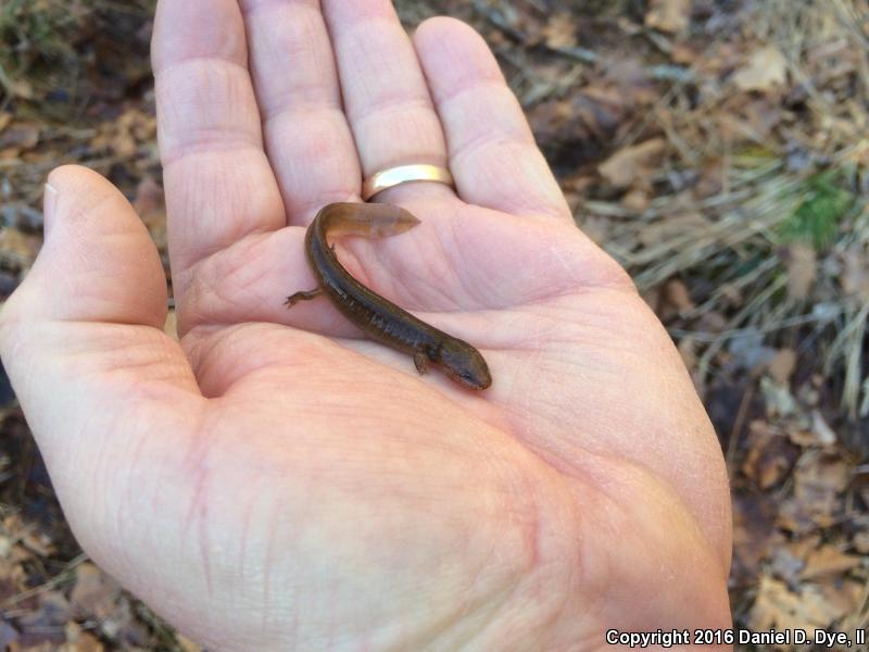 Blue Ridge Red Salamander (Pseudotriton ruber nitidus)