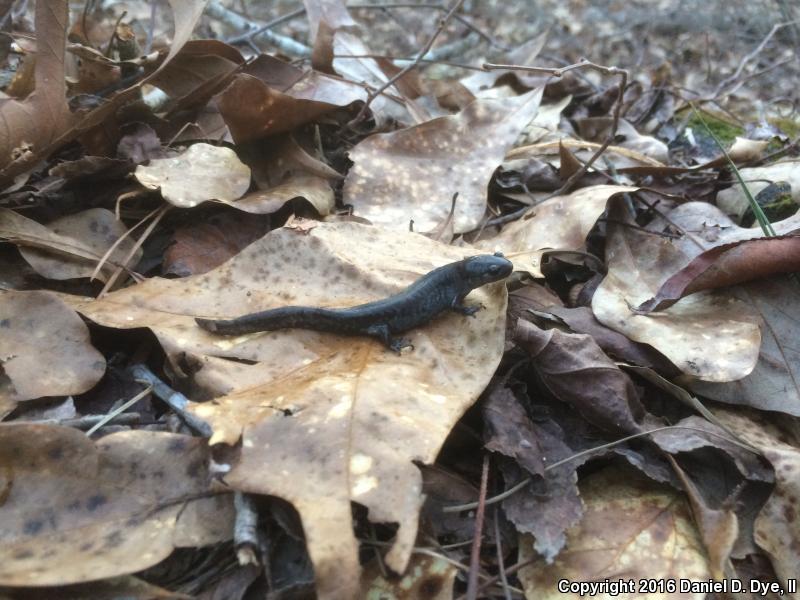 Mabee's Salamander (Ambystoma mabeei)