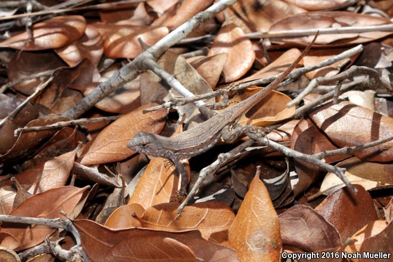 Florida Scrub Lizard (Sceloporus woodi)