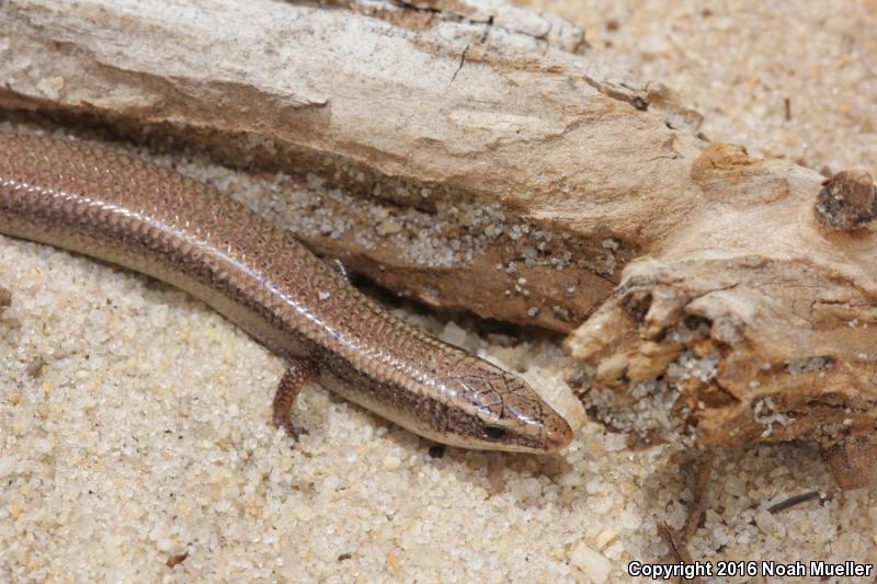 Peninsula Mole Skink (Plestiodon egregius onocrepis)