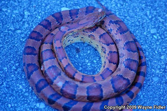 Corn Snake (Pantherophis guttatus guttatus)