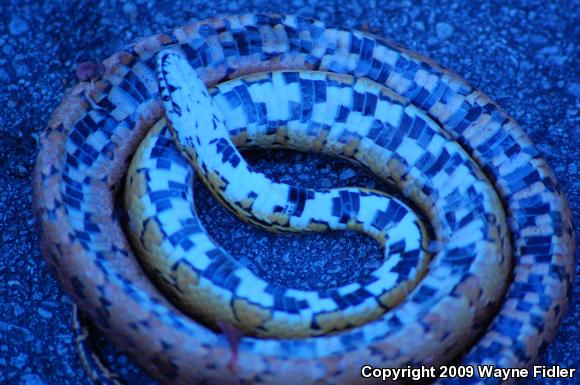 Corn Snake (Pantherophis guttatus guttatus)