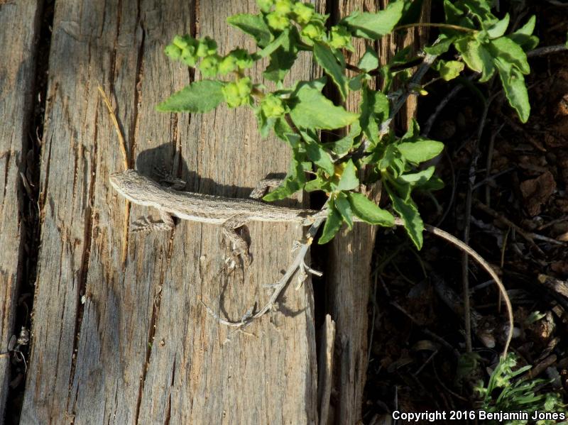 Arizona Long-tailed Brush Lizard (Urosaurus graciosus shannoni)