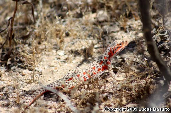 Long-nosed Leopard Lizard (Gambelia wislizenii wislizenii)