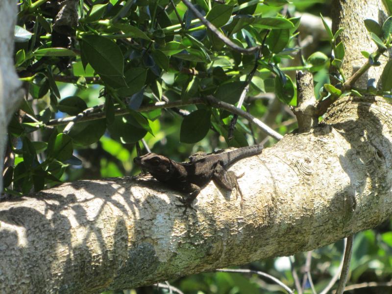 Crested Anole (Anolis cristatellus)