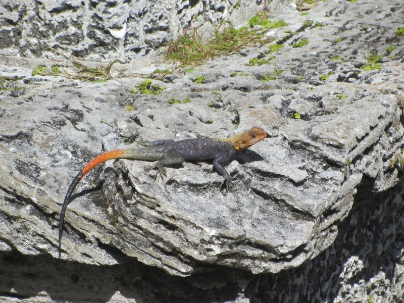 West African Rainbow Lizard (Agama agama africana)