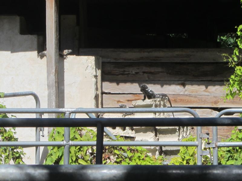 Mexican Spiny-tailed Iguana (Ctenosaura pectinata)