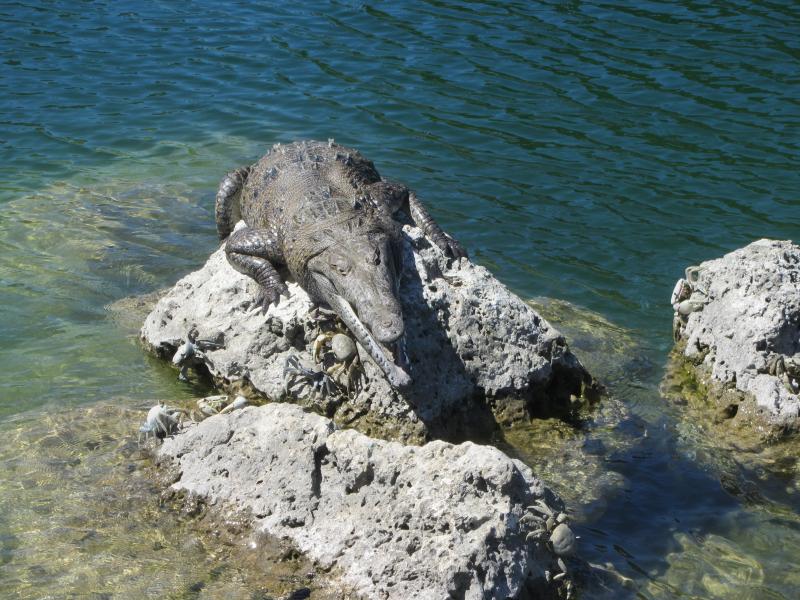 American Crocodile (Crocodylus acutus)