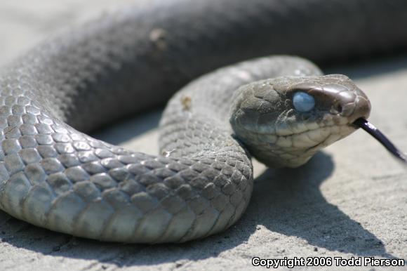 North American Racer (Coluber constrictor)