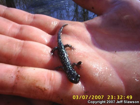 Northern Slimy Salamander (Plethodon glutinosus)