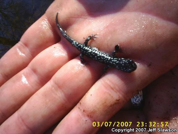 Northern Slimy Salamander (Plethodon glutinosus)