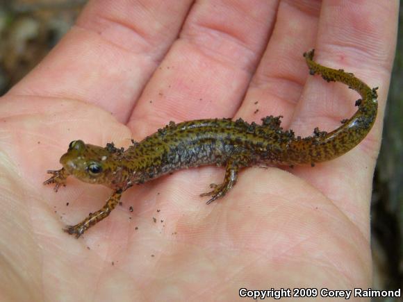 Dark-sided Salamander (Eurycea longicauda melanopleura)