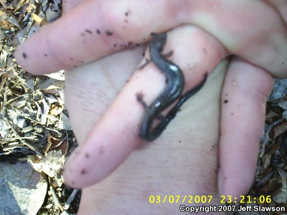 Eastern Red-backed Salamander (Plethodon cinereus)