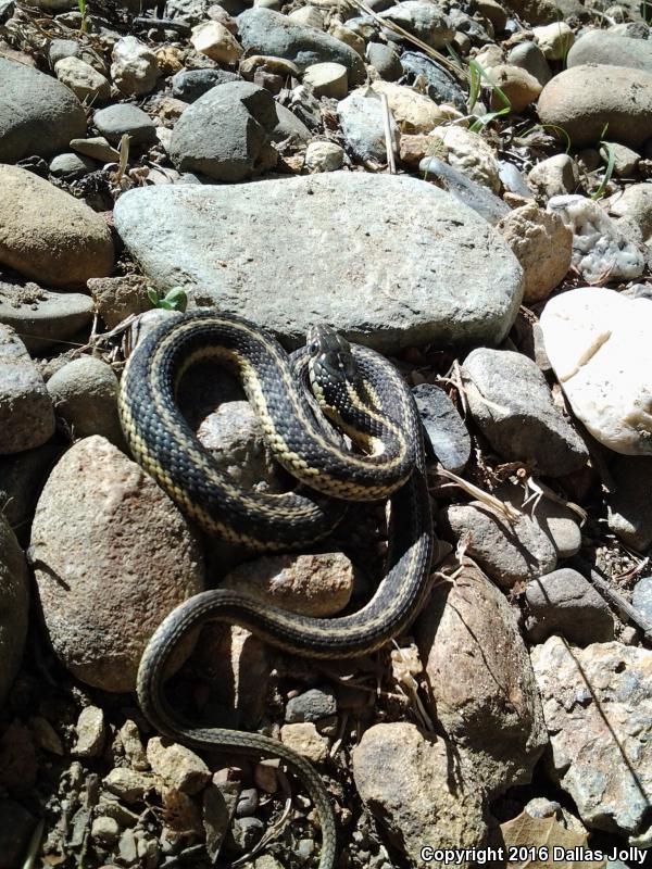 Oregon Gartersnake (Thamnophis atratus hydrophilus)