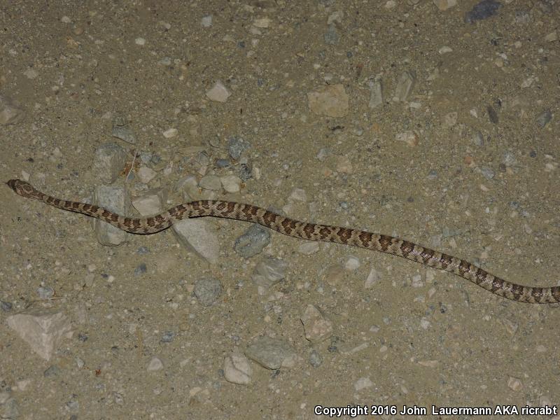 Western Lyresnake (Trimorphodon biscutatus biscutatus)