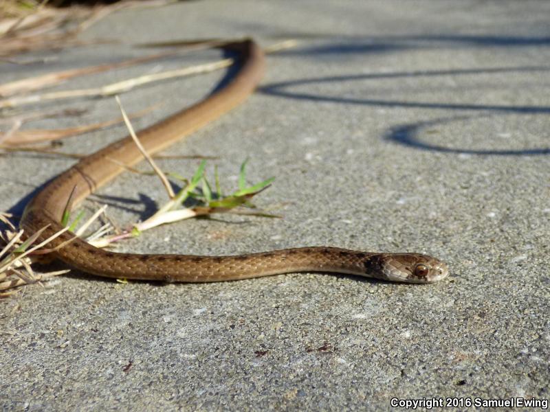 Florida Brownsnake (Storeria victa)