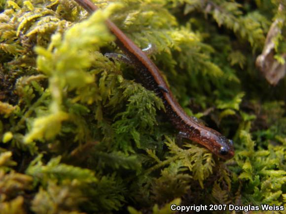 Eastern Red-backed Salamander (Plethodon cinereus)