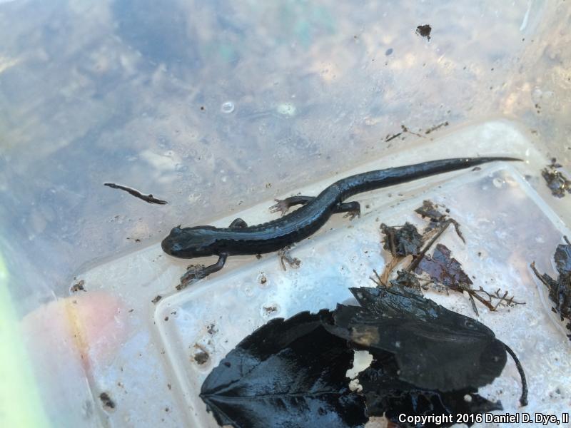 South Carolina Slimy Salamander (Plethodon variolatus)