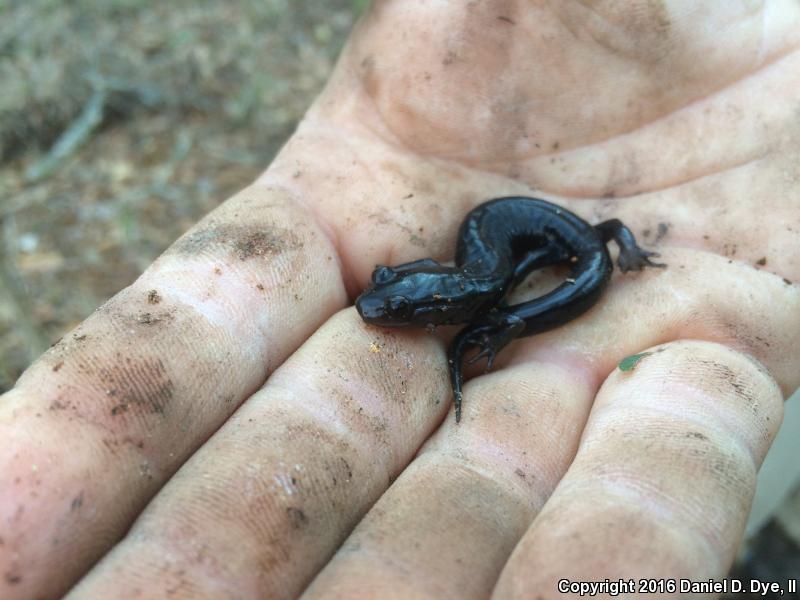 South Carolina Slimy Salamander (Plethodon variolatus)