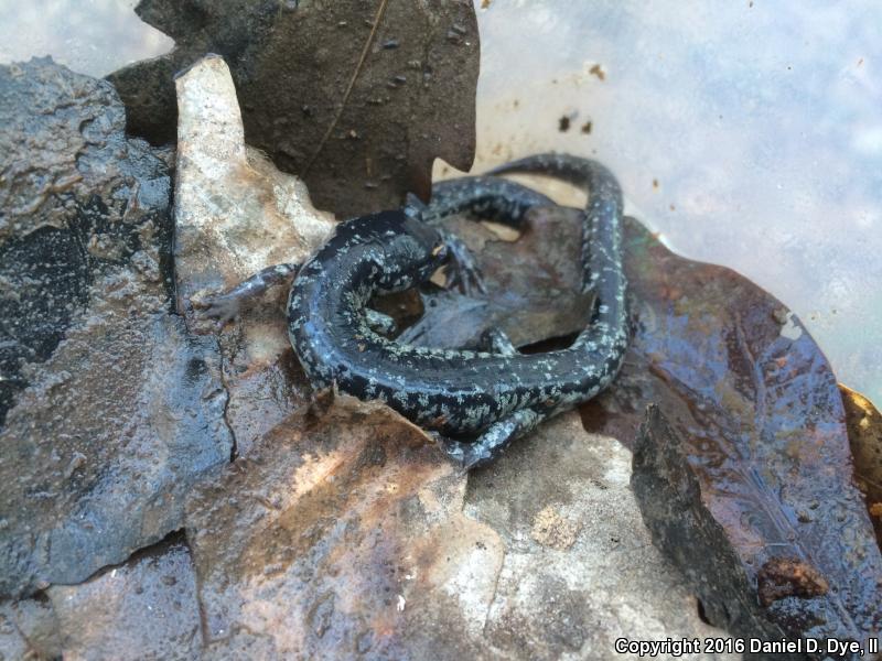 South Carolina Slimy Salamander (Plethodon variolatus)