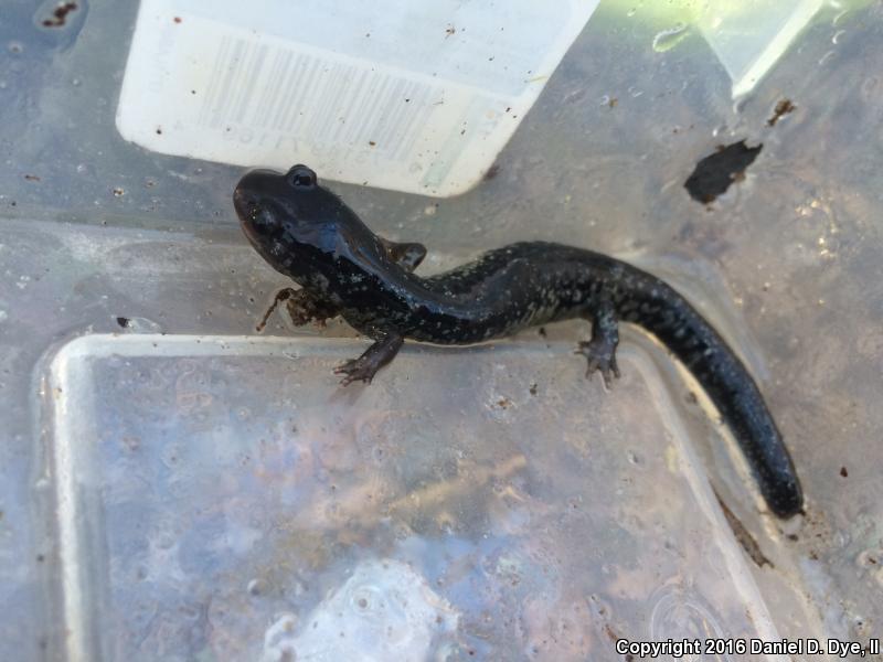 South Carolina Slimy Salamander (Plethodon variolatus)