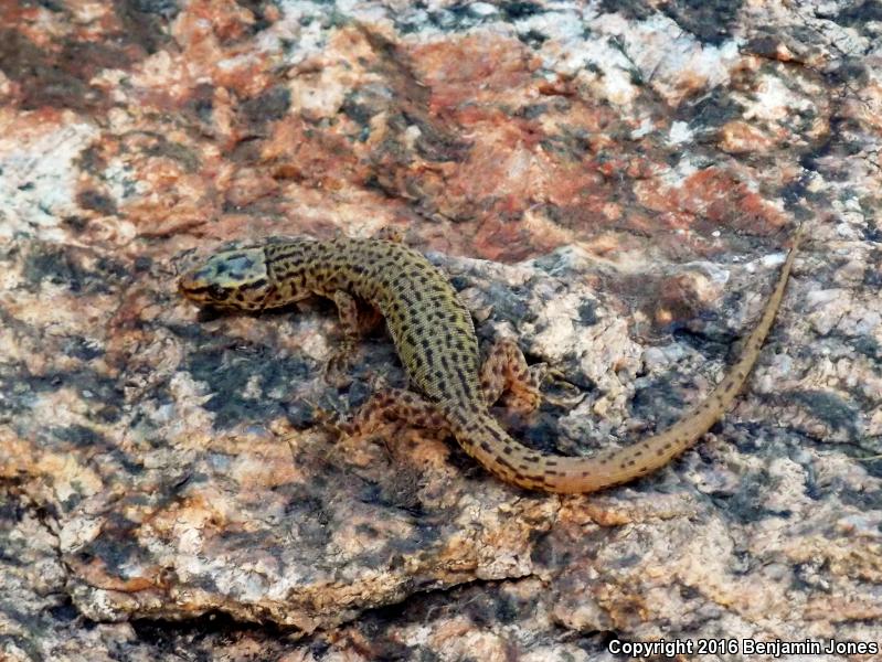 Arizona Night Lizard (Xantusia arizonae)