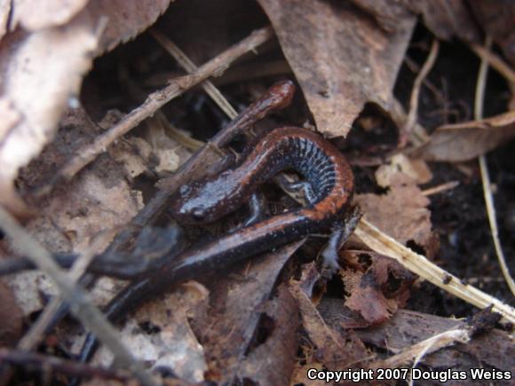 Eastern Red-backed Salamander (Plethodon cinereus)