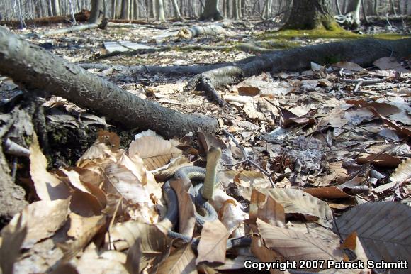 Eastern Gartersnake (Thamnophis sirtalis sirtalis)