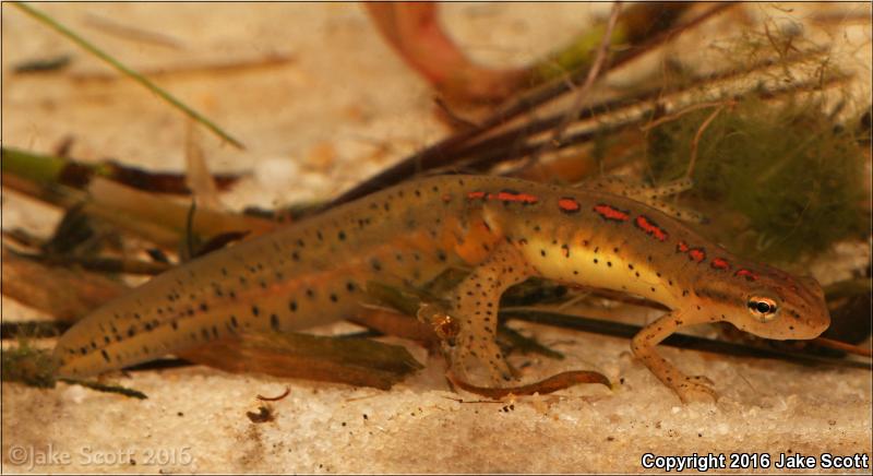 Broken-striped Newt (Notophthalmus viridescens dorsalis)