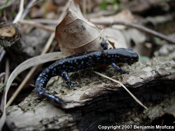 Blue-spotted Salamander (Ambystoma laterale)