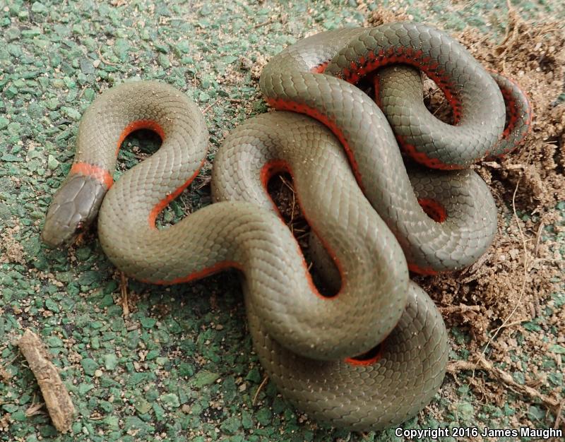 Monterey Ring-necked Snake (Diadophis punctatus vandenburgii)