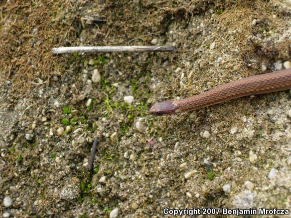 Northern Red-bellied Snake (Storeria occipitomaculata occipitomaculata)