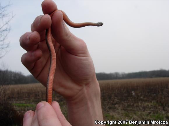 Northern Red-bellied Snake (Storeria occipitomaculata occipitomaculata)