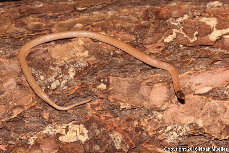 Central Florida Crowned Snake (Tantilla relicta neilli)