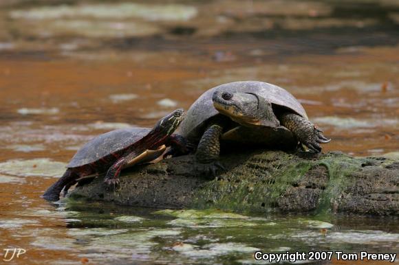 Blanding's Turtle (Emydoidea blandingii)